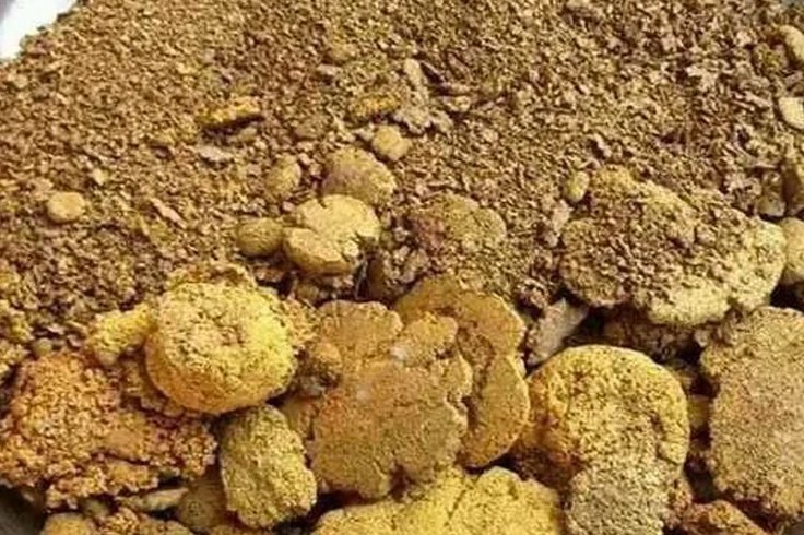Gold Dust freshly Dug